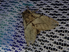 Phalerodonta manleyi