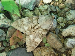 Catocala jonasii