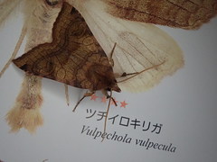 Vulpechola vulpecula