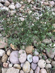 Acmispon americanus americanus