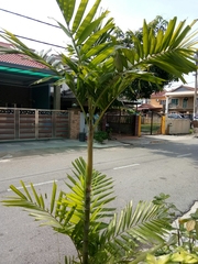 Arecaceae