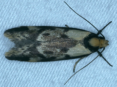 Palimmeces variegata