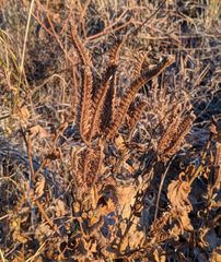 Phacelia integrifolia