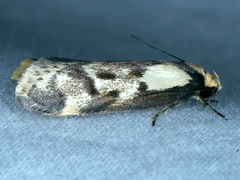 Palimmeces variegata