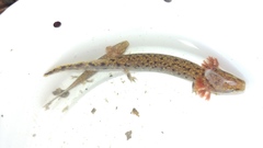 Necturus beyeri