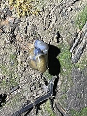 Oxychilus draparnaudi