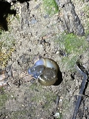 Oxychilus draparnaudi