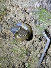 Oxychilus draparnaudi