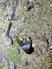 Oxychilus draparnaudi