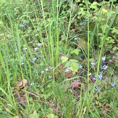 Myosotis sylvatica