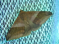 Bastilla maturata