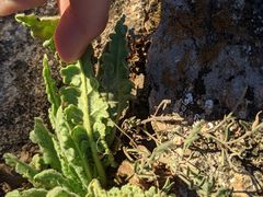 Phacelia integrifolia