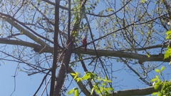 Cardinalis cardinalis