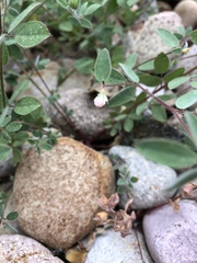 Acmispon americanus americanus