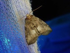 Epipsestis nikkoensis