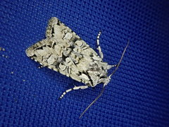 Lithophane venusta