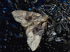 Mniotype melanodonta