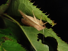 Mythimna pallidicosta