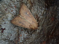 Mythimna pallidicosta