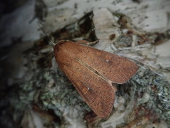 Mythimna pallidicosta