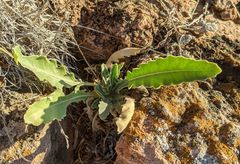 Phacelia integrifolia