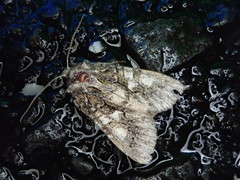 Dryobotodes intermissa