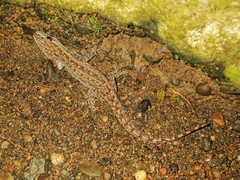Hemidactylus frenatus