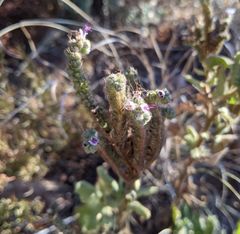 Phacelia integrifolia