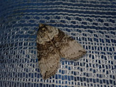 Epipsestis nigropunctata