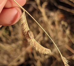 Homaemus parvulus