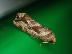 Oraesia emarginata
