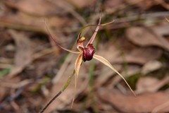 Caladenia calcicola