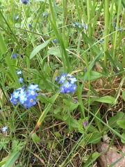 Myosotis sylvatica