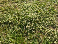 Alternanthera paronychioides