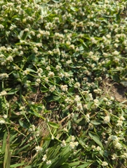 Alternanthera paronychioides