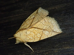 Brachyxanthia zelotypa