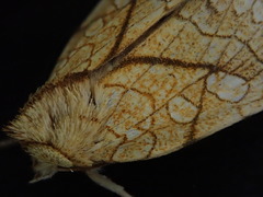 Brachyxanthia zelotypa