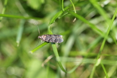 Chionodes formosella