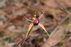 Caladenia calcicola