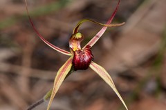 Caladenia calcicola