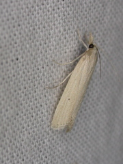 Calamotropha leptogrammellus