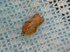 Acleris delicatana