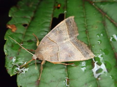 Telorta acuminata
