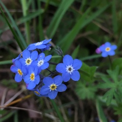 Myosotis sylvatica