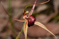 Caladenia calcicola