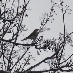 Turdus pilaris