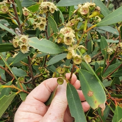 Eucalyptus obstans