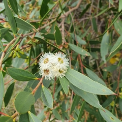 Eucalyptus obstans
