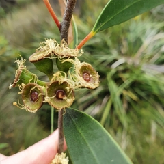 Eucalyptus obstans