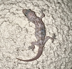 Hemidactylus turcicus